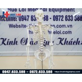 Mô hình giải phẫu hệ xương người 170cm